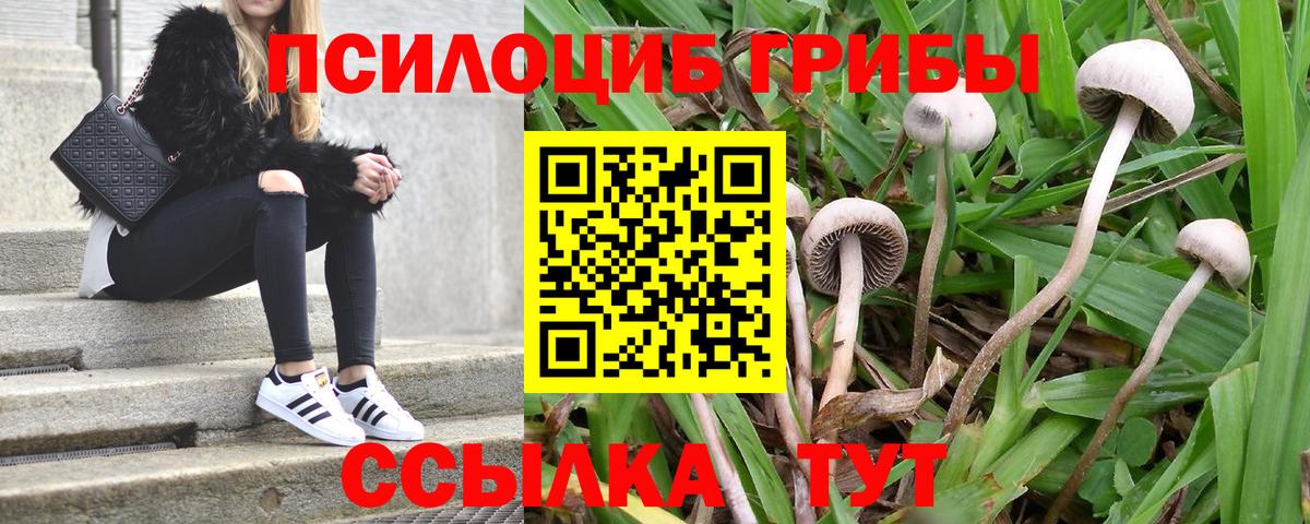 Галлюциногенные грибы мицелий  Псилоцибиновые грибы GOLDEN TEACHER  Вход с VPN  Моздок 